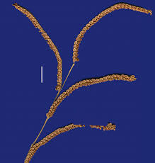 Image result for Paspalum plicatulum