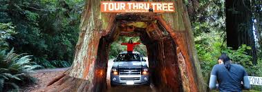 As you take your car through the trunk of the tree, make sure to look up to get an idea of its astounding size. Entdecken Sie Den Redwood Nationalpark Das Reich Der Giganten