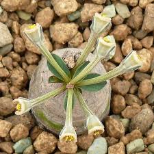 Image result for Monadenium pseudoracemosum