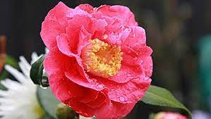 There's a lot of talk about bees today. Q A Which Winter Flowers Are Best For Bees Stuff Co Nz