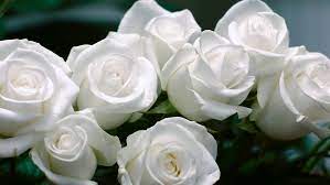 White flowers that go with roses. A Bouquet Of White Roses Stock Footage Video 100 Royalty Free 15291100 Shutterstock