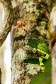 Image result for Bulbophyllum longiflorum