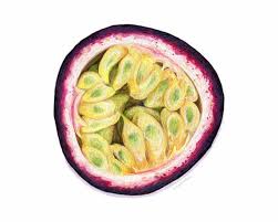 Passion Fruit Art Food Illustration Archival Art Print Fruit Painting Fruits Drawing Fruit Illustration