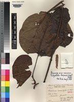 Image result for Dictyophleba