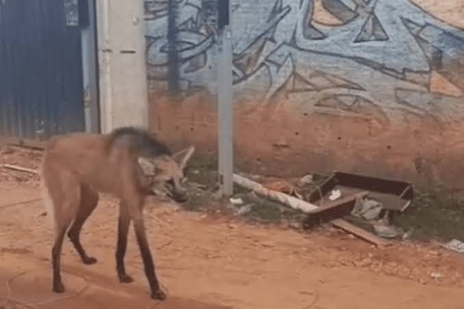 Lobo-guará é resgatado passeando perto de igreja na Estrutural