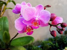 Cultivadas por el hombre como, por ejemplo, el trigo y las acacias. Orquideas Naturales Alardeadas Hermosas Flores Color Planta Planta Floreciente Flor Belleza En La Naturaleza Petalo Pxfuel