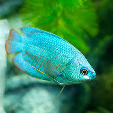 Blue dwarf gourami are very bright and radiate blue more than any other color. Powder Blue Dwarf Gourami Male Large Aquatics To Your Door