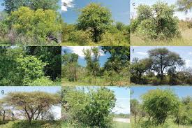 Image result for Pavetta catophylla