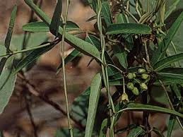 Image result for Viridivia suberosa