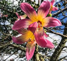 Check spelling or type a new query. The Romantic Language Of Plants 15 Plants That Symbolize Love Gardening4joy
