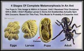The ants brain is smaller but smarter that's cool and you would think that the elephant's brain is smarter because its bigger but nope. Ant Introduction