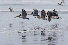 Birds Of Western Washington State Pelicans Ocean Shores Washington Ocean Shores Ocean Shores Washington Fun Places To Go