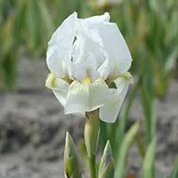 iris pumila