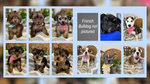 All about puppies awards & accolades. Nearly 50k In Puppies Stolen From Florida Store Abc7 Southwest Florida