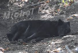 Ils quittent le pays ils s'en vont, émigrent elle en sort il a démissionné. Loup De Mackenzie C Est Un Animal Qui Peut Avoir Differentes Couleurs Ici Un Specimen Au
