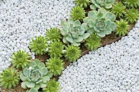 1001 Idees Fantastiques De Decor Avec Plantes Grasses D Exterieur Plantes Grasses Plante Rocaille Parterre De Fleurs
