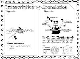 Doodle Notes Protein Synthesis Doodle Notes Protein Synthesis Biology Classroom