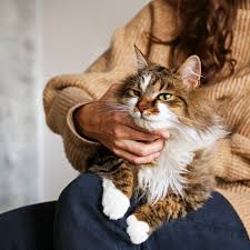 Find a british shorthair on gumtree, the #1 site for cats & kittens for sale classifieds ads in the uk. 10 Domesticated Cat Breeds That Are The Largest