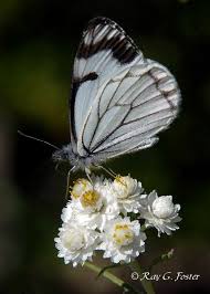 Black And White Striped Butterfly Identification Pin On Butterflies White Pontia Checkered