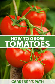 Find it here with our garden plans, expert tips, outdoor furnishings finds, and inspirational garden tours. Learn How To Grow The Best Tomatoes Gardener S Path