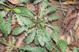 Image result for Elytraria acaulis