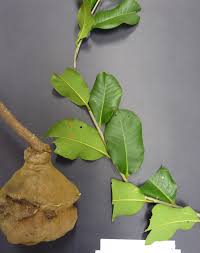 Image result for Lecythidaceae