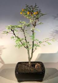 Check spelling or type a new query. Flowering Dwarf Sweet Acacia Bonsai Tree Acacia Farnesiana