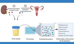 There is no evidence to. Frontiers Urinary Biomarkers And Their Potential For The Non Invasive Detection Of Endometrial Cancer Oncology