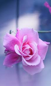 See more iphone wallpaper, phone wallpaper, beautiful iphone wallpapers, awesome phone wallpapers, awesome iphone wallpapers, cute looking for the best most popular cell phone wallpaper? Wallpaper Hd Rose Download For Android Mobile