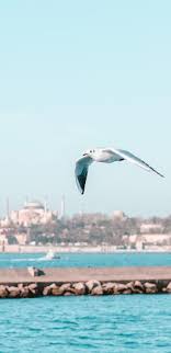 Deniz Adli Kullanicinin Istanbul Panosundaki Pin