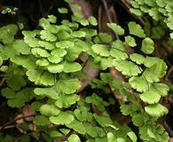 Image result for Adiantum poiretii