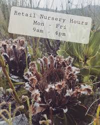 Image result for Chlorophytum krookianum