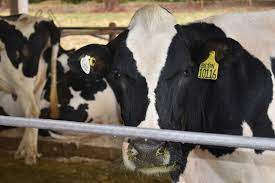 Esta enfermidade foi diagnosticada pela primeira vez, no ano de 1986, quando houve a morte de diversos bovinos em . Vaca Louca Relembre A Doenca Que Ficou Conhecida Nos Anos 80 E 90 Apos Surto No Reino Unido Agronegocios G1