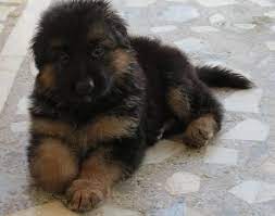German Shepherd Dog For Sale Karachi German Shepherd Dogs Dogs German Shepherd