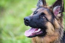 Long hair german shepherds have two different coat types. Types Of German Shepherd All Breed Variations