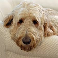 Check spelling or type a new query. Goldendoodle Breed Information Characteristics Heath Problems Dogzone Com