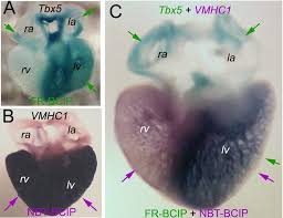 Preparation of substrates to detect alkaline phosphatase: Enhanced Sensitivity And Stability In Two Color In Situ Hybridization By Means Of A Novel Chromagenic Substrate Combination Hurtado 2006 Developmental Dynamics Wiley Online Library