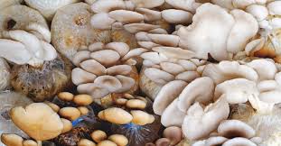 3) cutting a small piece of an oyster mushroom and putting it into the coffee grounds (use the inside of the mushroom). A Getting Started Guide To Mushroom Farming For Beginners