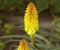 Image result for Kniphofia