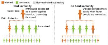 The Effectiveness Of Vaccines And Herd Immunity Steemit