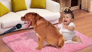 Cute Dog Singing To Stop Baby Crying Dog Loves Baby Youtube
