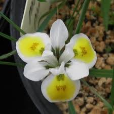 Image result for Moraea bella