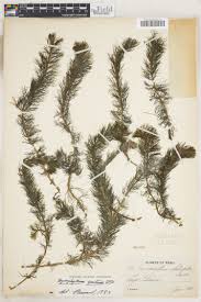 Image result for Laurembergia tetrandra