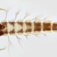 Image result for Lepidagathis eriocephala