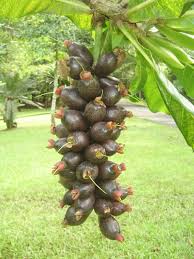 Pin On Fruit