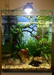 Female Bettas Are Equally As Aggressive As Males The Chance Of Them Attacking Is Just As High Sororit Betta Aquarium Fresh Water Fish Tank Aquarium Fish Tank