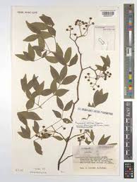 Image result for Fagaropsis