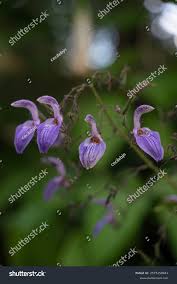 Image result for Brillantaisia owariensis