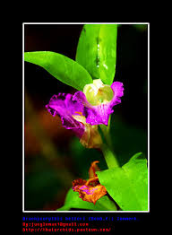 Image result for Brachycorythis friesii