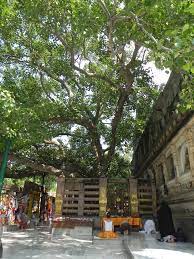 Arbol Body Bodhgaya India This Bodhi Tree Is Said To Be A Descendant Of The Original Tree Where The Last Buddha Gained Enlightenment Bodhi Tree Places Bodhi